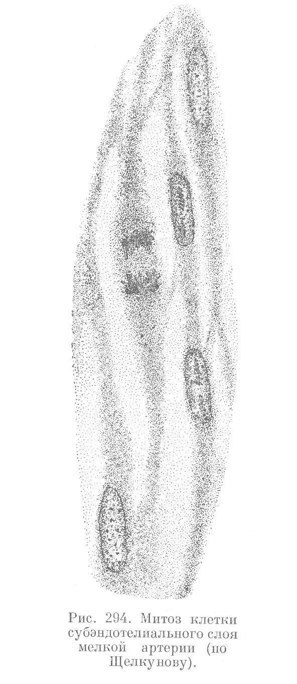 Митоз клетки субэндотелиального слоя мелкой артерии 