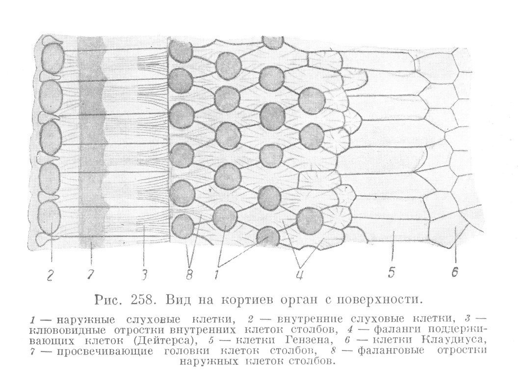 Вид на кортиев орган с поверхности