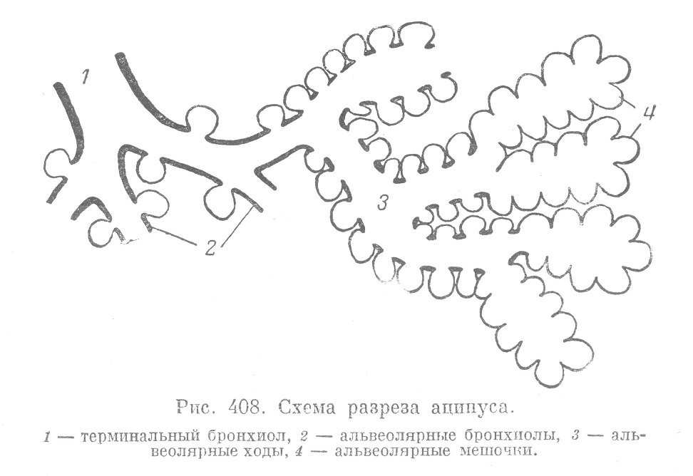 Схема разреза ацинуса