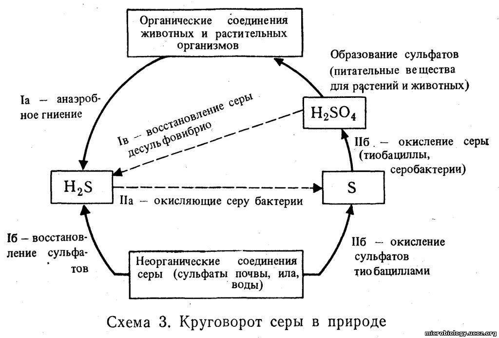 Круговорот веществ кислорода схема