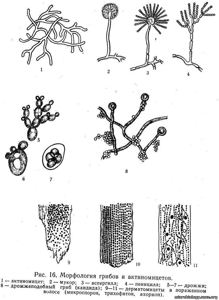 Споры низших грибов. Мицелий актиномицетов микроскопия. Актиномицеты конидии. Бактерии, грибы, дрожжи, актиномицеты.. Пеницилл и аспергилл.