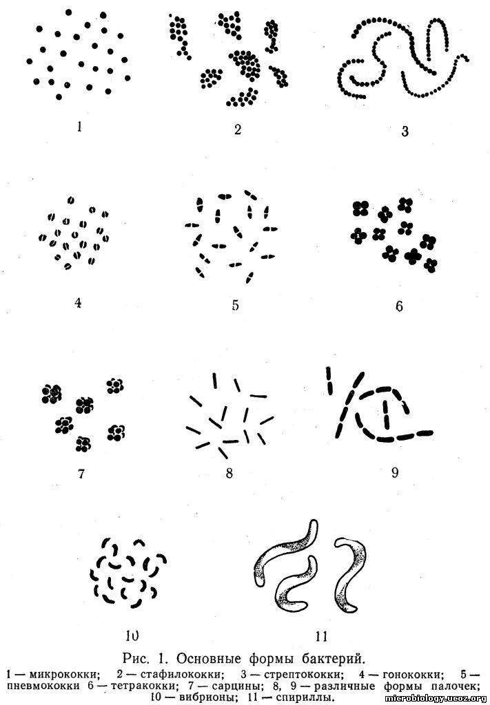 Назовите формы бактериальных клеток. Формы бактериальных клеток микробиология. Строение извитых форм бактерий. Основные формы бактерий рисунок. Нарисуйте основные формы бактерий..