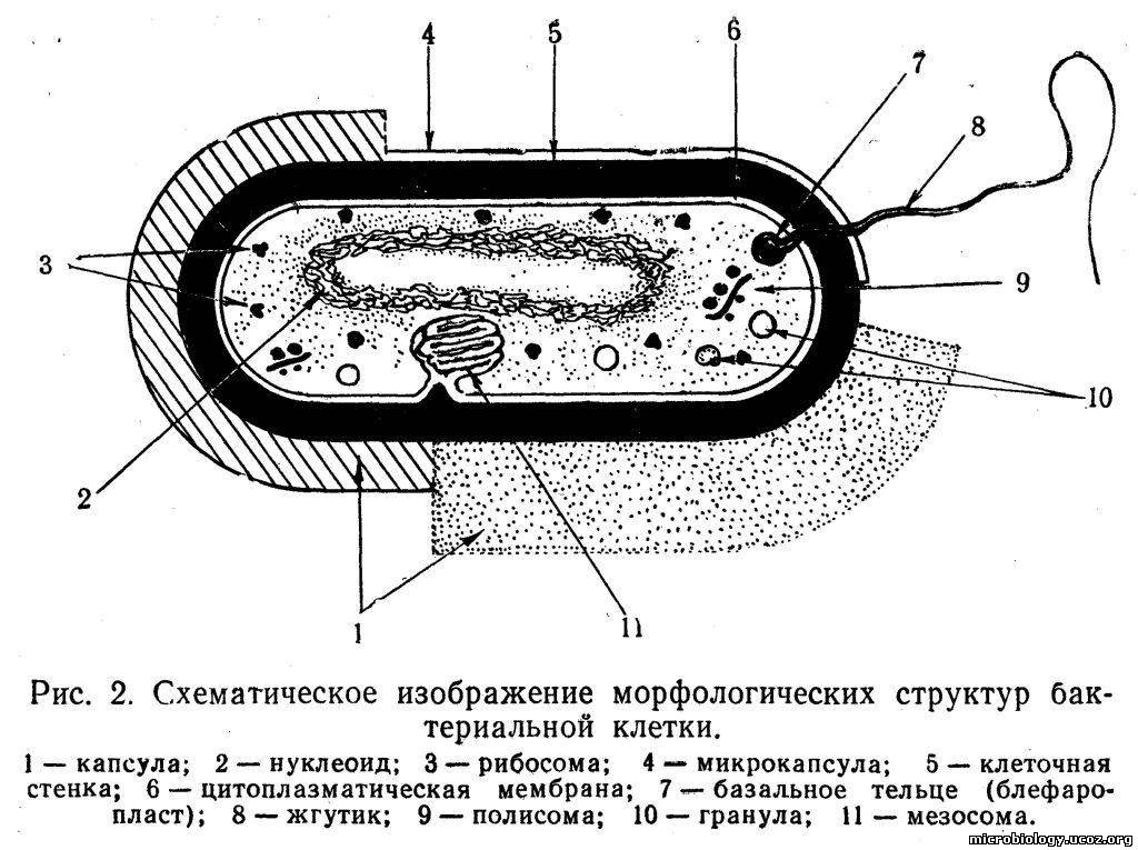 Цитоплазматическая мембрана мезосомы. Строение прокариотической бактериальной клетки. Схема строенияактериальной клетки. Обобщенная схема строения бактериальной клетки. 1. Строение бактериальной клетки. Микробиология.